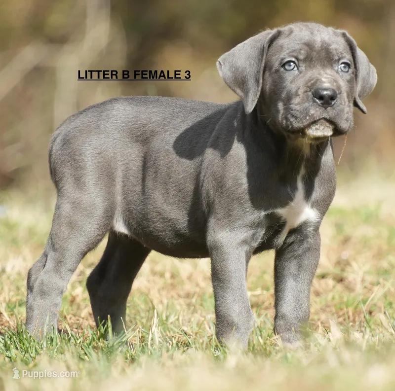 FEMALE 3 LITTER B