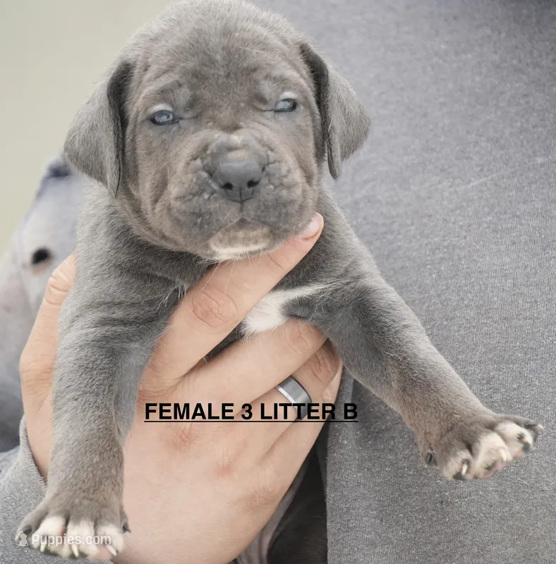 FEMALE 3 LITTER B