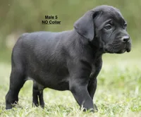 MALES 5 LITTER B, a male Cane Corso for sale in Richmond, VA – 2 of 2