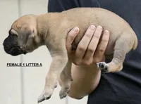 FEMALE 1 LITTER A, a female Cane Corso for sale in Richmond, VA – 2 of 2