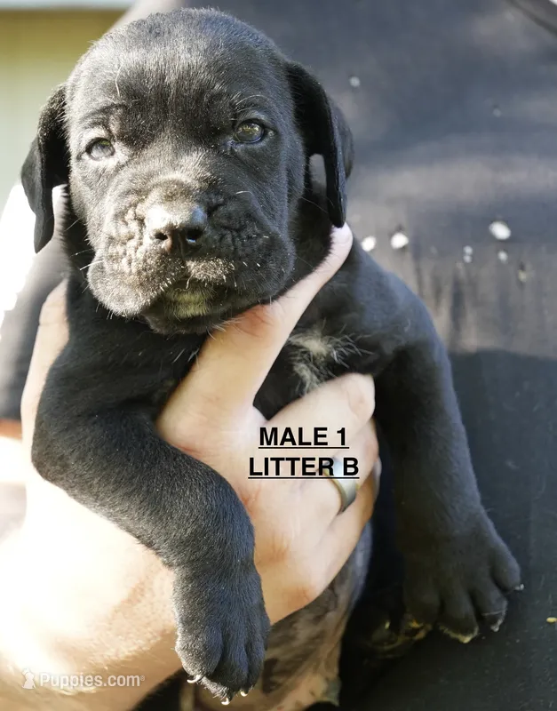 MALE 1 LITTER B – Cane Corso puppy for sale in Richmond, VA