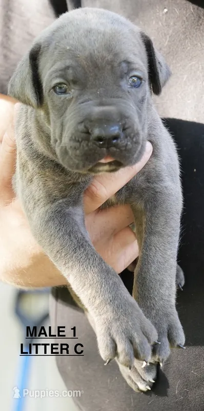 MALE 1 LITTER C – Cane Corso puppy for sale in Richmond, VA