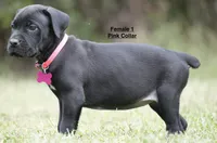 FEMALE 1 LITTER B, a female Cane Corso for sale in Richmond, VA – 2 of 2