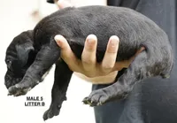 MALE 5 LITTER B, a male Cane Corso for sale in Richmond, VA – 2 of 2