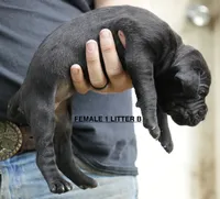 FEMALE 1 LITTER B, a female Cane Corso for sale in Richmond, VA – 2 of 2