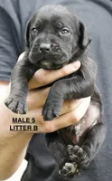 MALE 5 LITTER B, a male Cane Corso for sale in Richmond, VA – 1 of 2