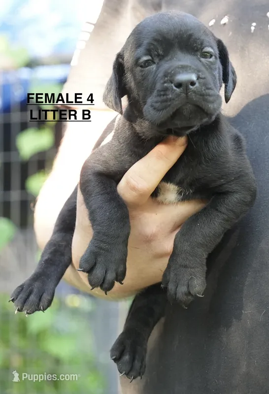 FEMALE 4 LITTER B – Cane Corso puppy for sale in Richmond, VA