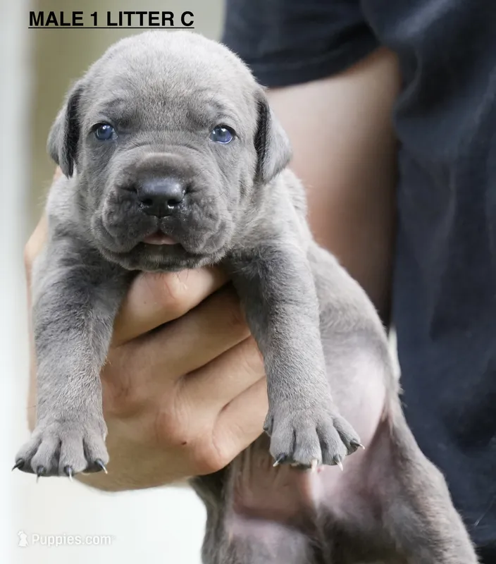 MALE 1 LITTER C – Cane Corso puppy for sale in Richmond, VA