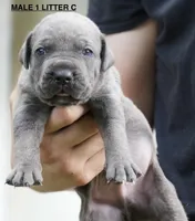 MALE 1 LITTER C, a male Cane Corso for sale in Richmond, VA – 1 of 2