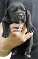 FEMALE 3 LITTER B, a female Cane Corso for sale in Richmond, VA – 1 of 2