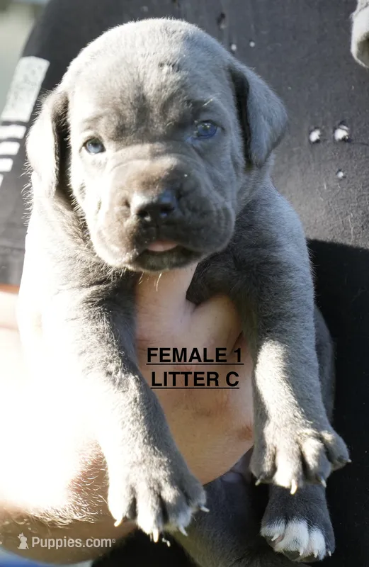 FEMALE 1 LITTER C – Cane Corso puppy for sale in Richmond, VA