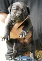 MALE 1 LITTER D, a male Cane Corso for sale in Richmond, VA – Photo 1 of 2