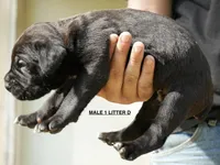 MALE 1 LITTER D, a male Cane Corso for sale in Richmond, VA – Photo 2 of 2