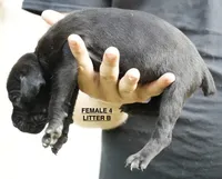 FEMALE 4 LITTER B, a female Cane Corso for sale in Richmond, VA – 2 of 2