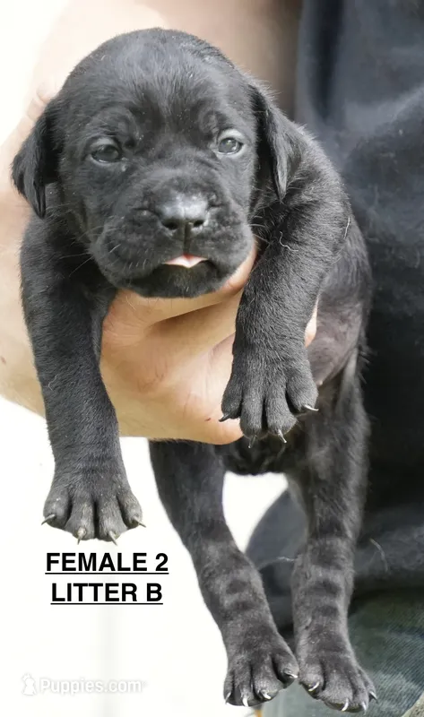 FEMALE 2 LITTER B – Cane Corso puppy for sale in Richmond, VA