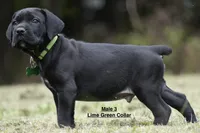 MALE 3 LITTER B, a male Cane Corso for sale in Richmond, VA – 2 of 2