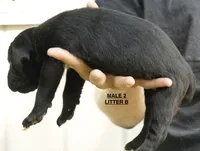 MALE 2 LITTER B, a male Cane Corso for sale in Richmond, VA – 2 of 2