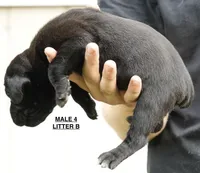 MALE 4 LITTER B, a male Cane Corso for sale in Richmond, VA – 2 of 2