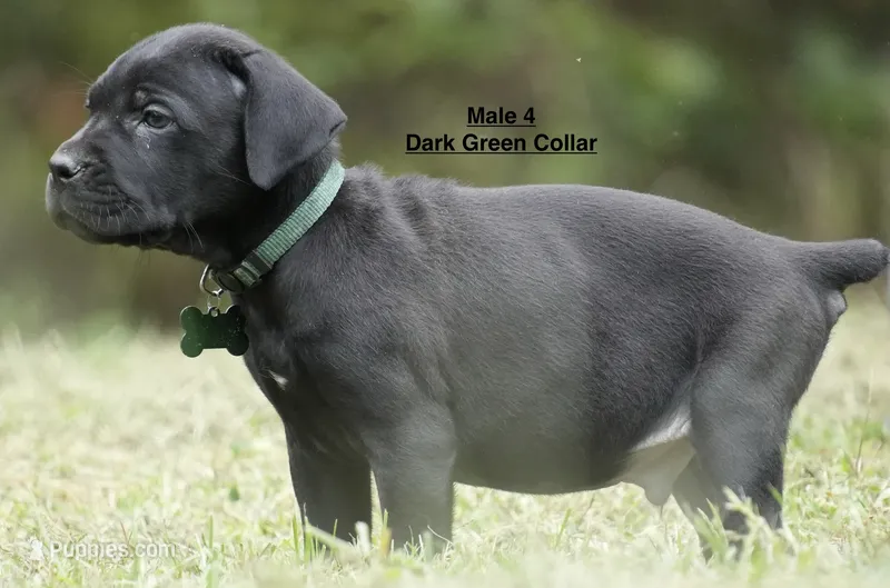 MALE 4 LITTER B – Cane Corso puppy for sale in Richmond, VA