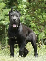 Male Puppy 1, a male Cane Corso for sale in Richmond, VA – 1 of 2