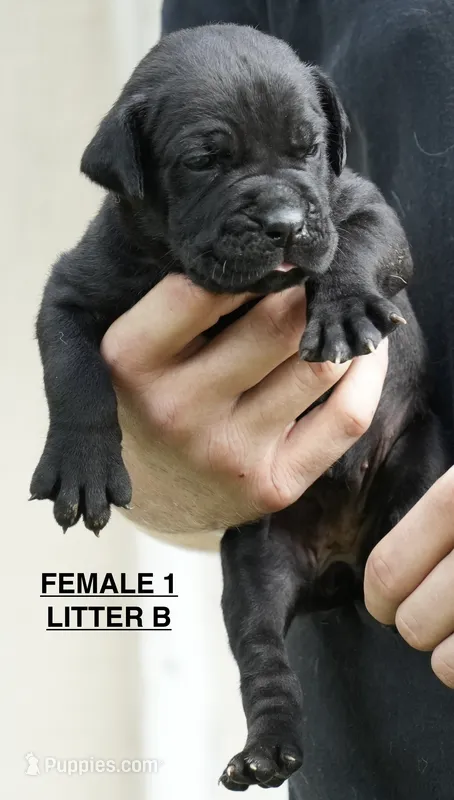 FEMALE 1 LITTER B – Cane Corso puppy for sale in Richmond, VA