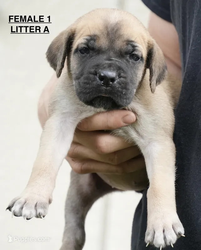FEMALE 1 LITTER A – Cane Corso puppy for sale in Richmond, VA