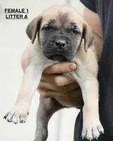 FEMALE 1 LITTER A, a female Cane Corso for sale in Richmond, VA – 1 of 2