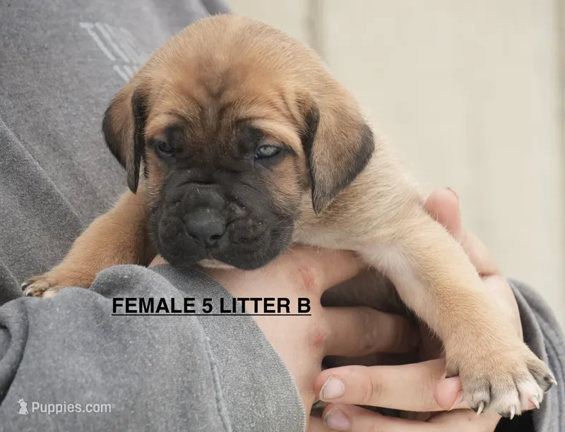 FEMALE 5 LITTER B