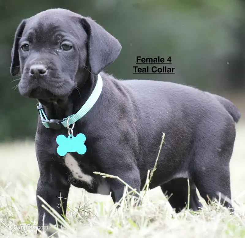 FEMALE 4 LITTER B – Cane Corso puppy for sale in Richmond, VA