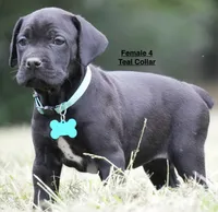 FEMALE 4 LITTER B, a female Cane Corso for sale in Richmond, VA – 1 of 2