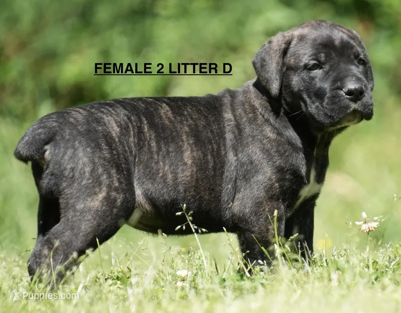 FEMALE 2 LITTER D – Cane Corso puppy for sale in Richmond, VA