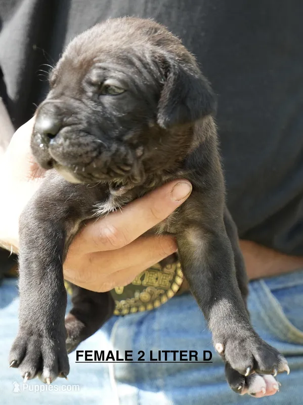 FEMALE 2 LITTER D – Cane Corso puppy for sale in Richmond, VA
