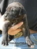 FEMALE 2 LITTER D, a female Cane Corso for sale in Richmond, VA – Photo 1 of 2