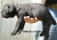 FEMALE 2 LITTER D, a female Cane Corso for sale in Richmond, VA – Photo 2 of 2