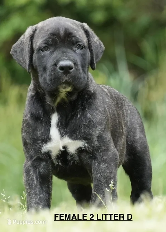 FEMALE 2 LITTER D – Cane Corso puppy for sale in Richmond, VA