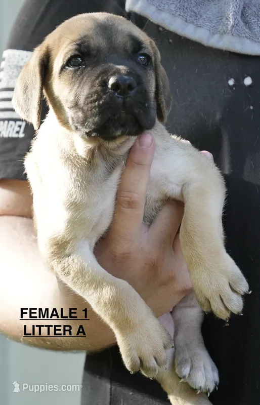 FEMALE 1 LITTER A – Cane Corso puppy for sale in Richmond, VA