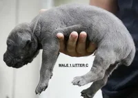 MALE 1 LITTER C, a male Cane Corso for sale in Richmond, VA – 2 of 2