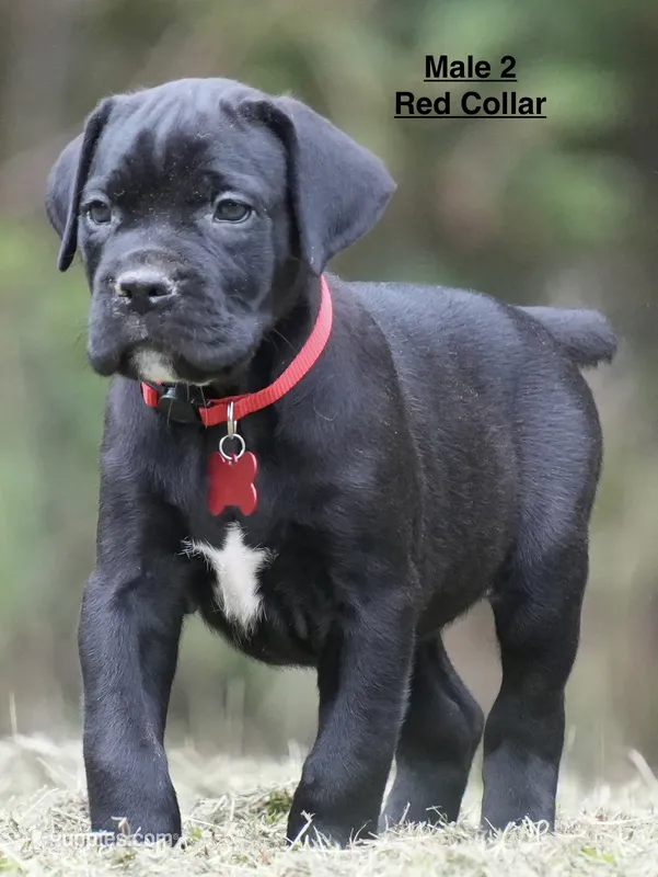 MALE 2 LITTER B – Cane Corso puppy for sale in Richmond, VA