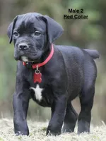 MALE 2 LITTER B, a male Cane Corso for sale in Richmond, VA – 1 of 2