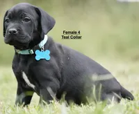 FEMALE 4 LITTER B, a female Cane Corso for sale in Richmond, VA – 2 of 2