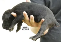 MALE 3 LITTER B, a male Cane Corso for sale in Richmond, VA – 2 of 2