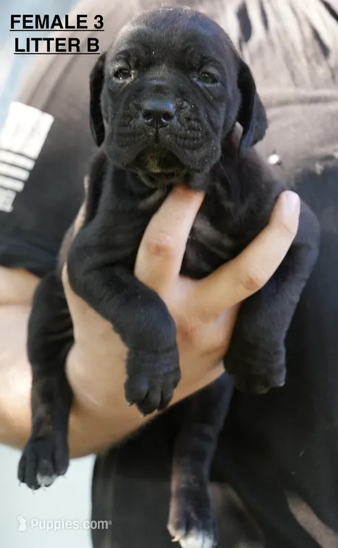FEMALE 3 LITTER B – Cane Corso puppy for sale in Richmond, VA