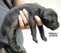 FEMALE 2 LITTER B, a female Cane Corso for sale in Richmond, VA – 2 of 2