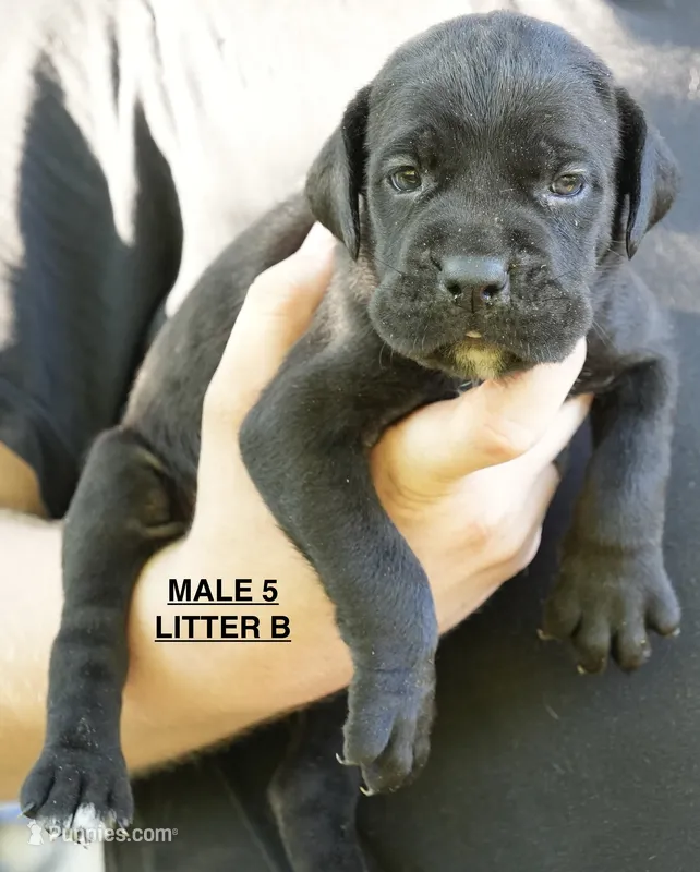 MALE 5 LITTER B – Cane Corso puppy for sale in Richmond, VA