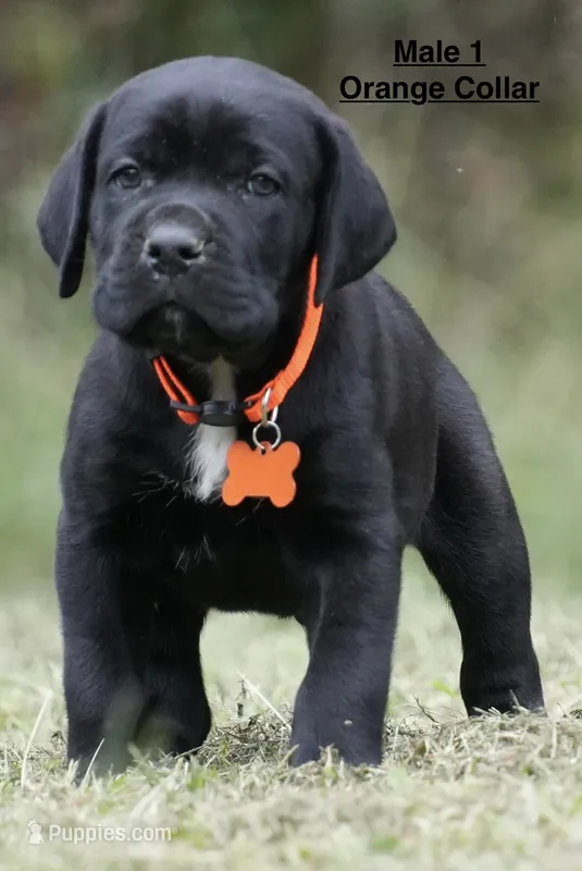 MALE 1 LITTER B – Cane Corso puppy for sale in Richmond, VA
