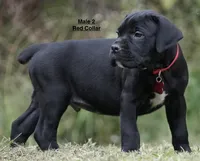 MALE 2 LITTER B, a male Cane Corso for sale in Richmond, VA – 2 of 2