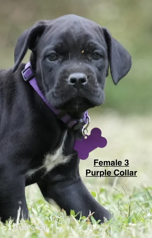 FEMALE 3 LITTER B – Cane Corso puppy for sale in Richmond, VA