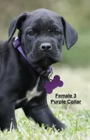 FEMALE 3 LITTER B, a female Cane Corso for sale in Richmond, VA – 1 of 2