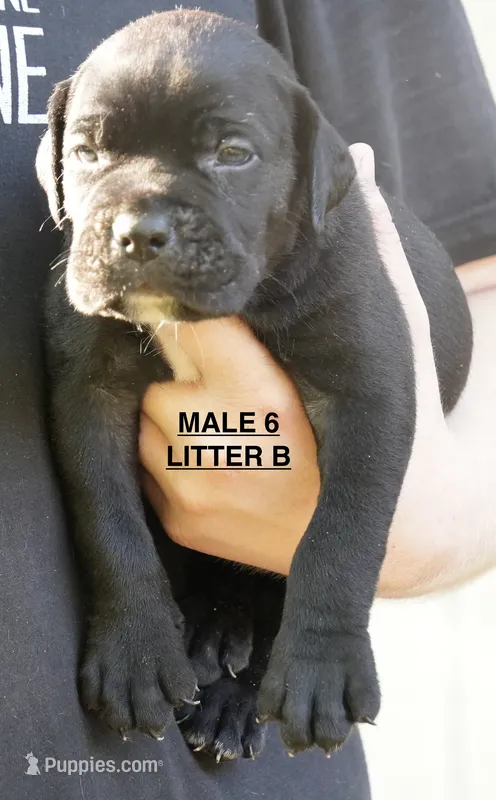 MALES 6 LITTER B – Cane Corso puppy for sale in Richmond, VA