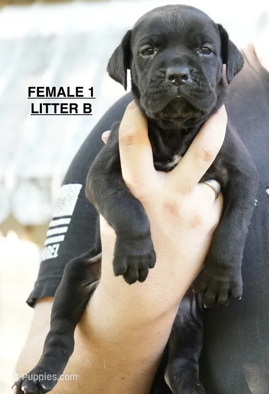 FEMALE 1 LITTER B – Cane Corso puppy for sale in Richmond, VA